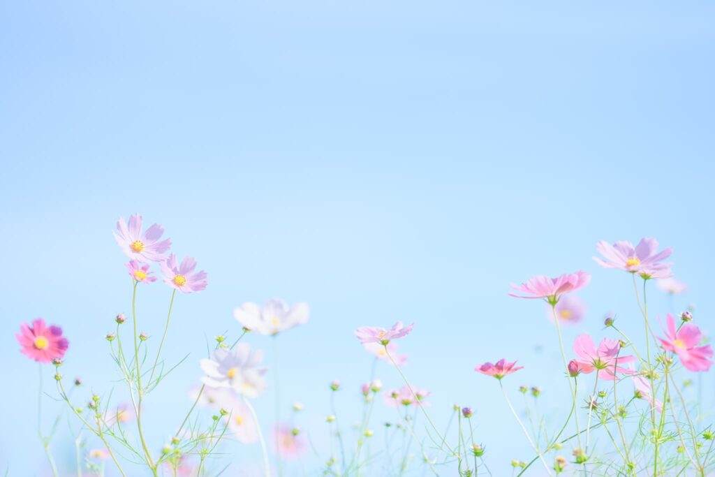 スマホカメラ講座 札幌　オンライン